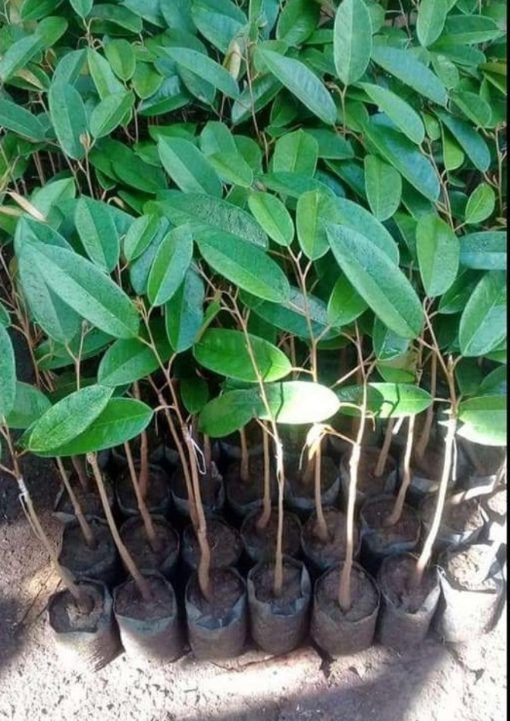bibit tanaman buah Bibit Durian Duri Hitam Terlaris Montong Dan Musangking Kaki Tunggal Grosir Nias