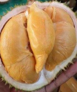 bibit tanaman buah Bibit Durian Super Tembaga Bangka Okulasi Cepat Buah Pakpak Bharat