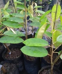 bibit tanaman buah Bibit Durian Super Tembaga Bangka Sorong