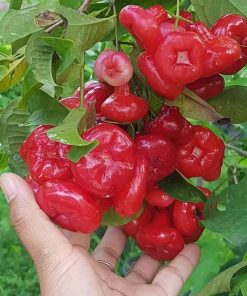 bibit tanaman buah Bibit Jambu Air Baru Hasil Cangkok Tanaman Hias Buah Kancing Citra Merah King Rose Dalhari , Batu Bara