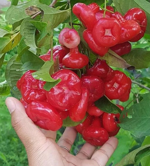 bibit tanaman buah Bibit Jambu Air Baru Hasil Cangkok Tanaman Hias Buah Kancing Citra Merah King Rose Dalhari , Batu Bara