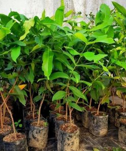 bibit tanaman buah Bibit Jambu Air Cincalo Okulasi Berkualitas Pegunungan Bintang