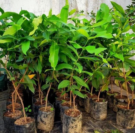 bibit tanaman buah Bibit Jambu Air Cincalo Okulasi Berkualitas Pegunungan Bintang