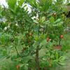bibit tanaman buah Bibit Jambu Mete Tanaman Buah Monyet Pati