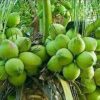 bibit tanaman buah Bibit Kelapa Kopyor Tanaman Dan Buah Genjah Nias Manggarai Barat