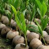 bibit tanaman buah Bibit Kelapa Wulung Tanaman Buah Aceh Barat