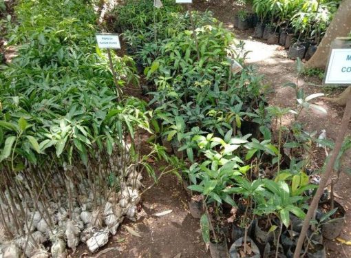 bibit tanaman buah Bibit Mangga Irwin Unggul Sukamara