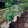 bibit tanaman buah Bibit Mangga Kiojay New Pohon Chokanan Hasil Okulasi Ukuran Besar Pakpak Bharat