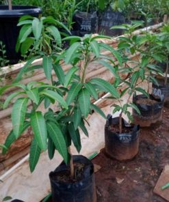 bibit tanaman buah Bibit Mangga Kiojay New Pohon Chokanan Hasil Okulasi Ukuran Besar Pakpak Bharat