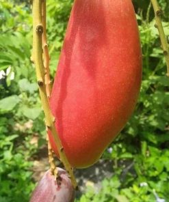 bibit tanaman buah Bibit Mangga Red Ivory Kwalitas Premium Tapanuli Selatan