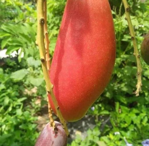 bibit tanaman buah Bibit Mangga Red Ivory Kwalitas Premium Tapanuli Selatan