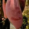 bibit tanaman buah Bibit Mangga Red Ivory Rokan Hulu