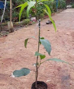 bibit tanaman buah Bibit Mangga Red Ivory Sijunjung