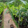 bibit tanaman buah Bibit Mangga Red Ivory Tanaman Buah Aceh Tengah