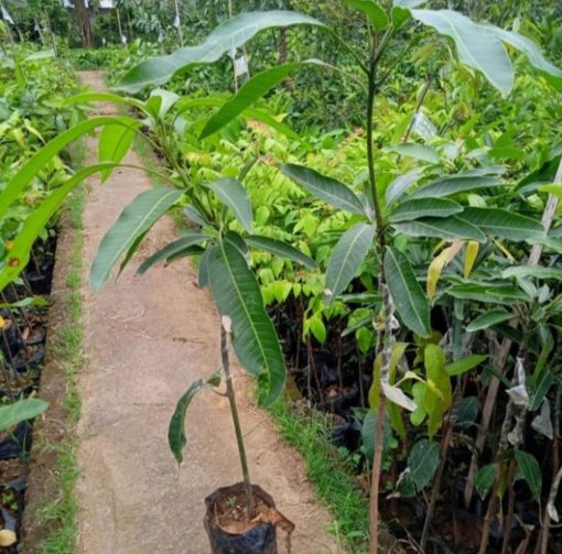 bibit tanaman buah Bibit Mangga Red Ivory Tanaman Buah Aceh Tengah