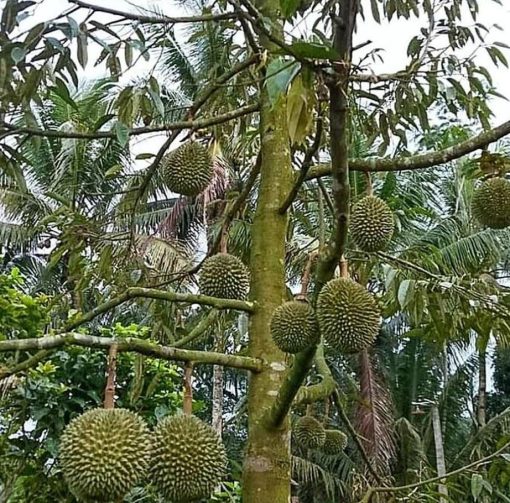 bibit tanaman buah Bibit Musang King Pohon Durian Kaki Tiga Sijunjung