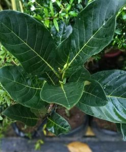 bibit tanaman buah Bibit Nangka Mini Pohon Buah Okulasi Lombok Timur