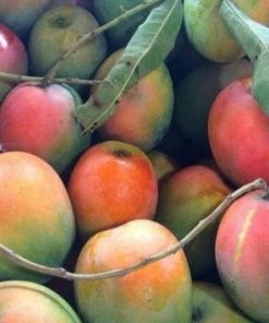 bibit tanaman buah Bibit Pohon Mangga Gedong Gincu Super Okulasi Berkualitas Terkini Tabalong