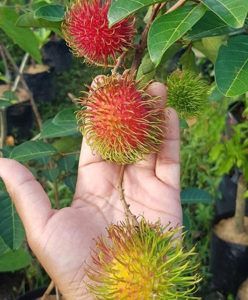 bibit tanaman buah Bibit Rambutan Rapiah Hasil Cangkok Tanaman Buah Merah Binjai Binjay Luwu Timur