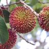 bibit tanaman buah Bibit Rambutan Rapiah Tanaman Buah Unggul, Murah, Bergaransi Natuna