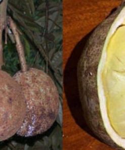 bibit tanaman buah Bibit Tanaman Buah Durian Gundul Okulasi Solok