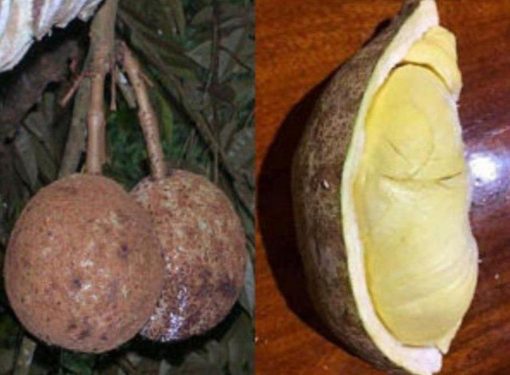 bibit tanaman buah Bibit Tanaman Buah Durian Gundul Okulasi Solok