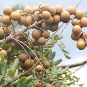bibit tanaman buah bibit tanaman buah kelengkeng pingpong Jambi