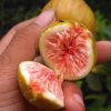 bibit tanaman buah buah tin purple yordan cangkok Padang