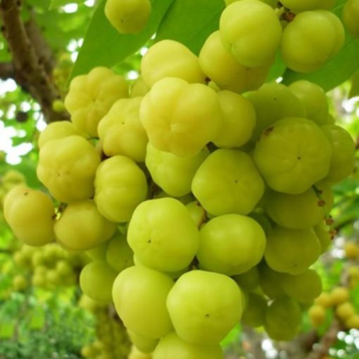 bibit tanaman buah cermai 70 cm bibit terbaik Kalimantan Tengah