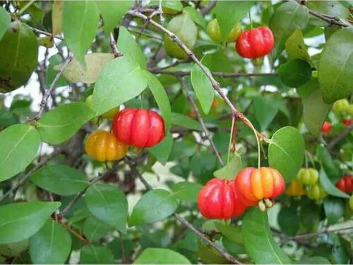 bibit tanaman buah cermai merah dewandaru eugenia uniflora Mojokerto