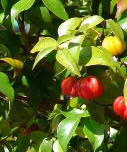 bibit tanaman buah cermai merah dewandaru eugenia uniflora Pagaralam