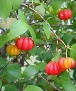 bibit tanaman buah cermai merah dewandaru eugenia uniflora Palembang