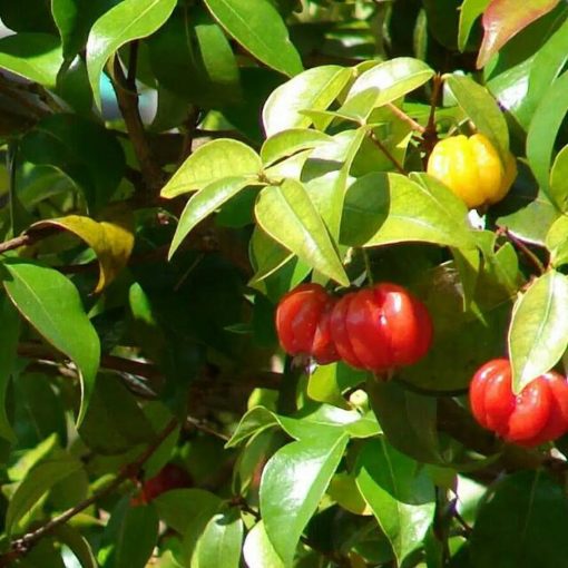 bibit tanaman buah cermai merah dewandaru eugenia uniflora Sumatra Barat