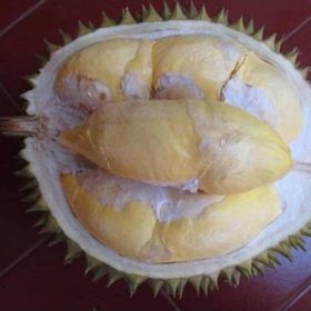 bibit tanaman buah durian bawor kaki 3 Jawa Barat