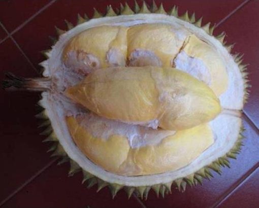 bibit tanaman buah durian bawor kaki 3 Jawa Barat