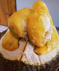 bibit tanaman buah durian bawor unggul varietas dijamin asli dan bergaransi Bukittinggi