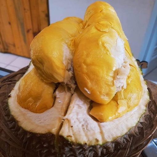 bibit tanaman buah durian bawor unggul varietas dijamin asli dan bergaransi Bukittinggi