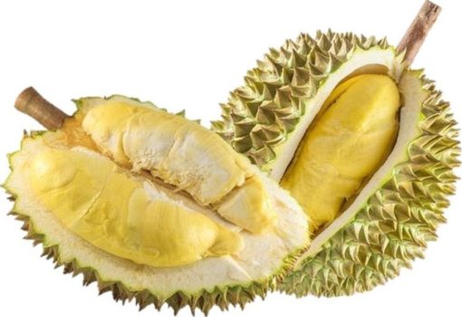 bibit tanaman buah durian bawor unggul varietas dijamin asli dan bergaransi Cimahi