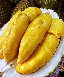 bibit tanaman buah durian bawor unggul varietas dijamin asli dan bergaransi Pontianak