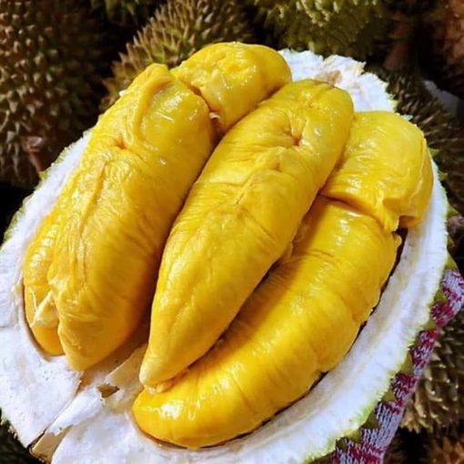 bibit tanaman buah durian bawor unggul varietas dijamin asli dan bergaransi Pontianak