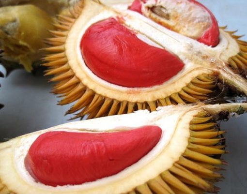 bibit tanaman buah durian merah banyuwangi 60cm Dumai