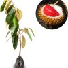 bibit tanaman buah durian merah banyuwangi 60cm Sumatra Barat