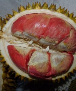 bibit tanaman buah durian merah banyuwangi berkualitas Sulawesi Utara