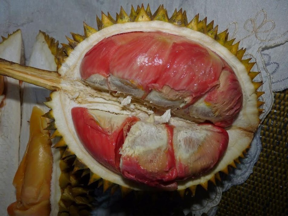 Gambar Produk bibit tanaman buah durian merah banyuwangi berkualitas Sulawesi Utara