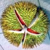 bibit tanaman buah durian merah Jakarta