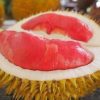 bibit tanaman buah durian merah Sumatra Utara