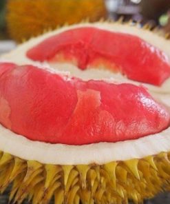 bibit tanaman buah durian merah Sumatra Utara