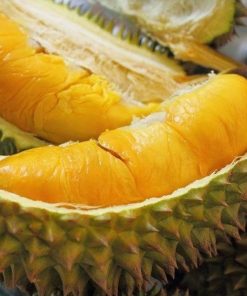 bibit tanaman buah durian montong 60cm Metro