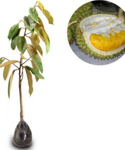 bibit tanaman buah durian montong 60cm Padang
