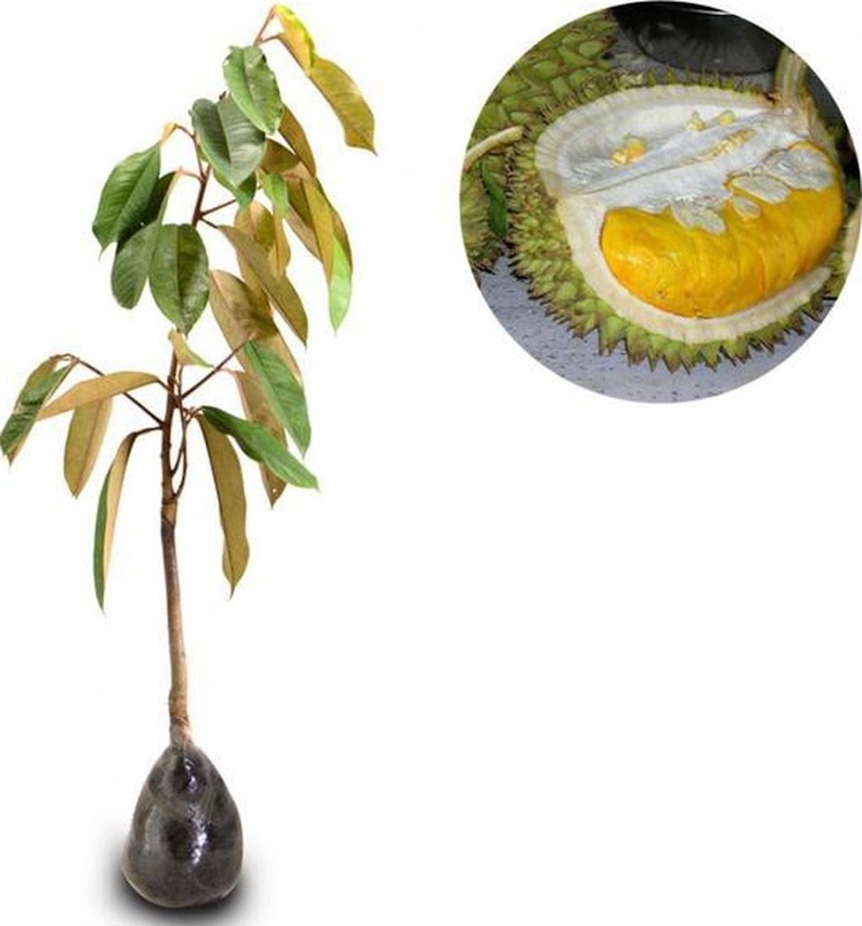 Gambar Produk bibit tanaman buah durian montong 60cm Padang